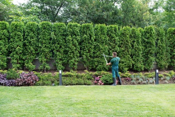 Best Tree Maintenance Programs  in Othello, WA